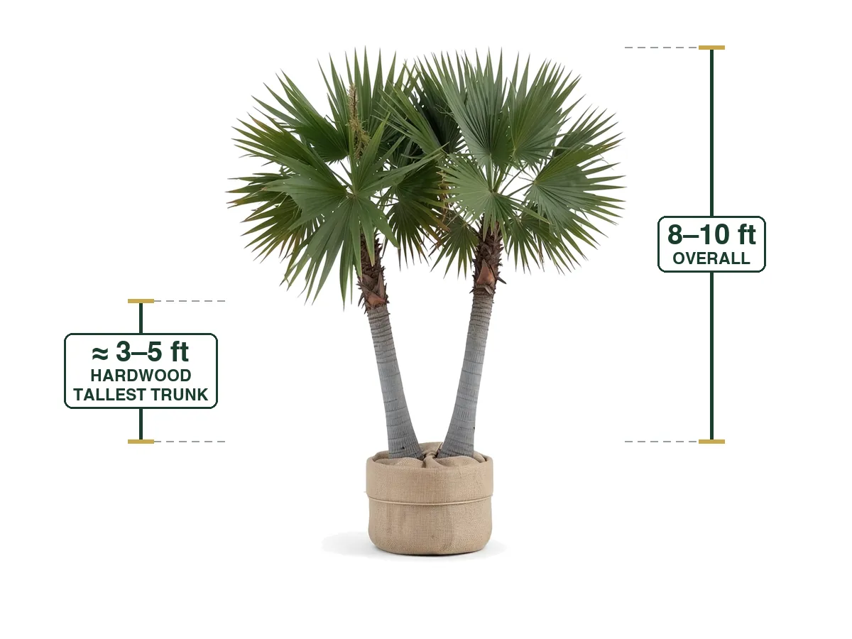 Florida Thatch Palm Double