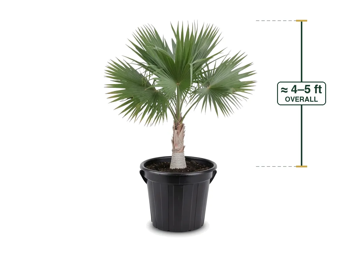 Florida Thatch Palm
