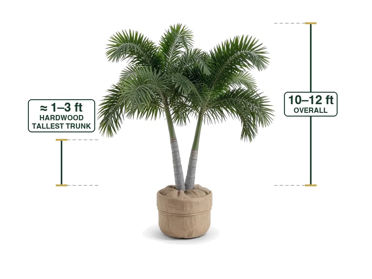 Foxtail Palm Double, Field Grown 10'-12'