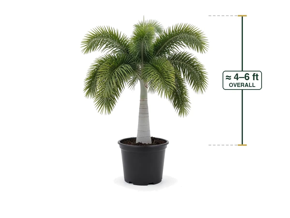 Foxtail Palm