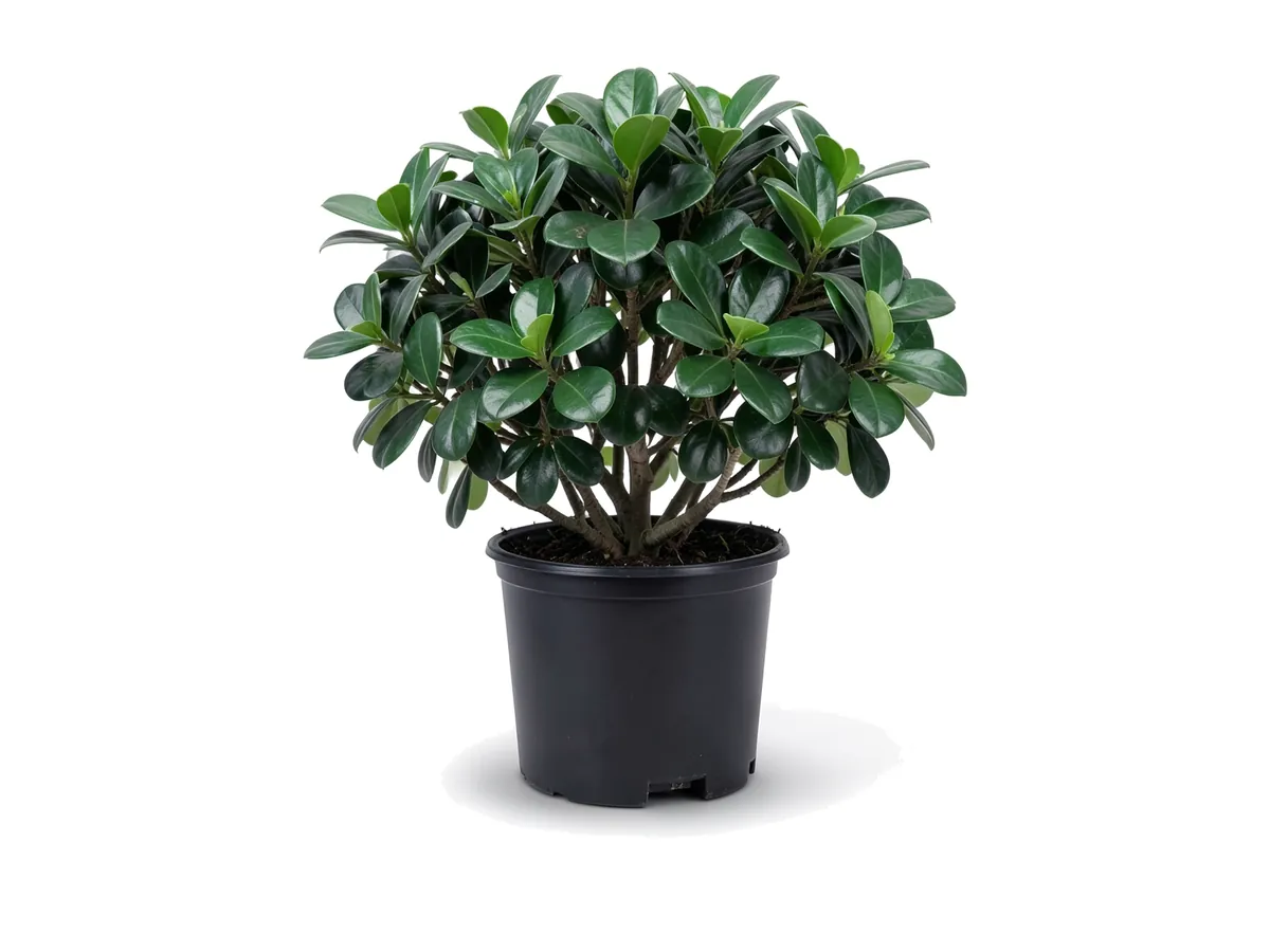 Green Island Ficus, 3 Gallon