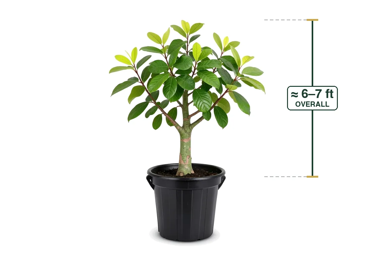 Guava Tree, 15 Gallon