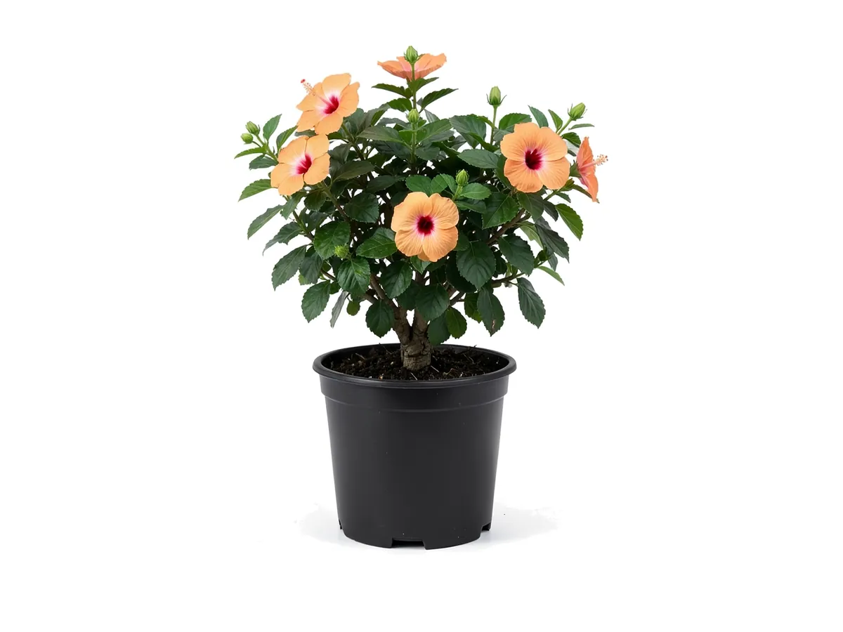 Hibiscus Fiesta