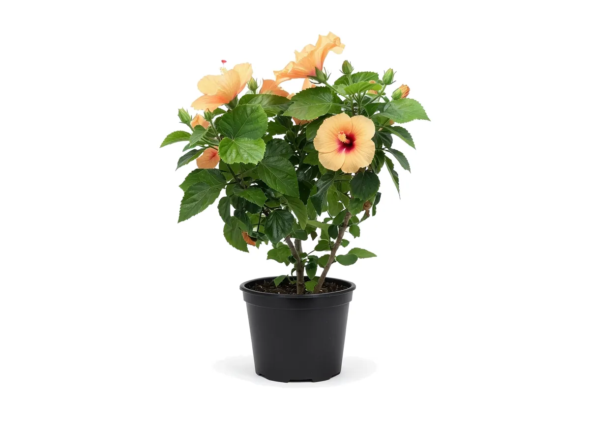 Hibiscus Peach