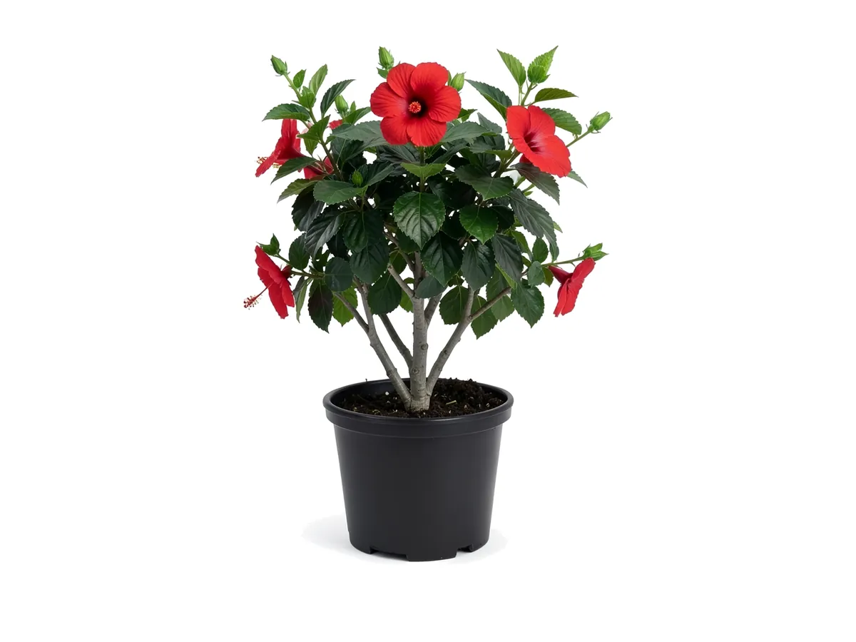 Hibiscus Red President