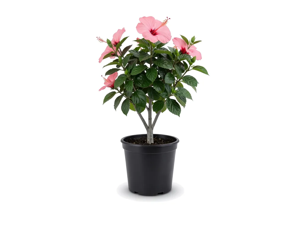 Hibiscus Seminole Pink