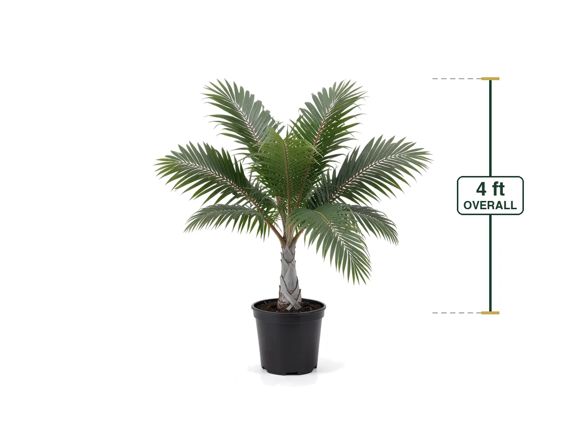 Hurricane Palm, 4' Tall, Landscape Ready