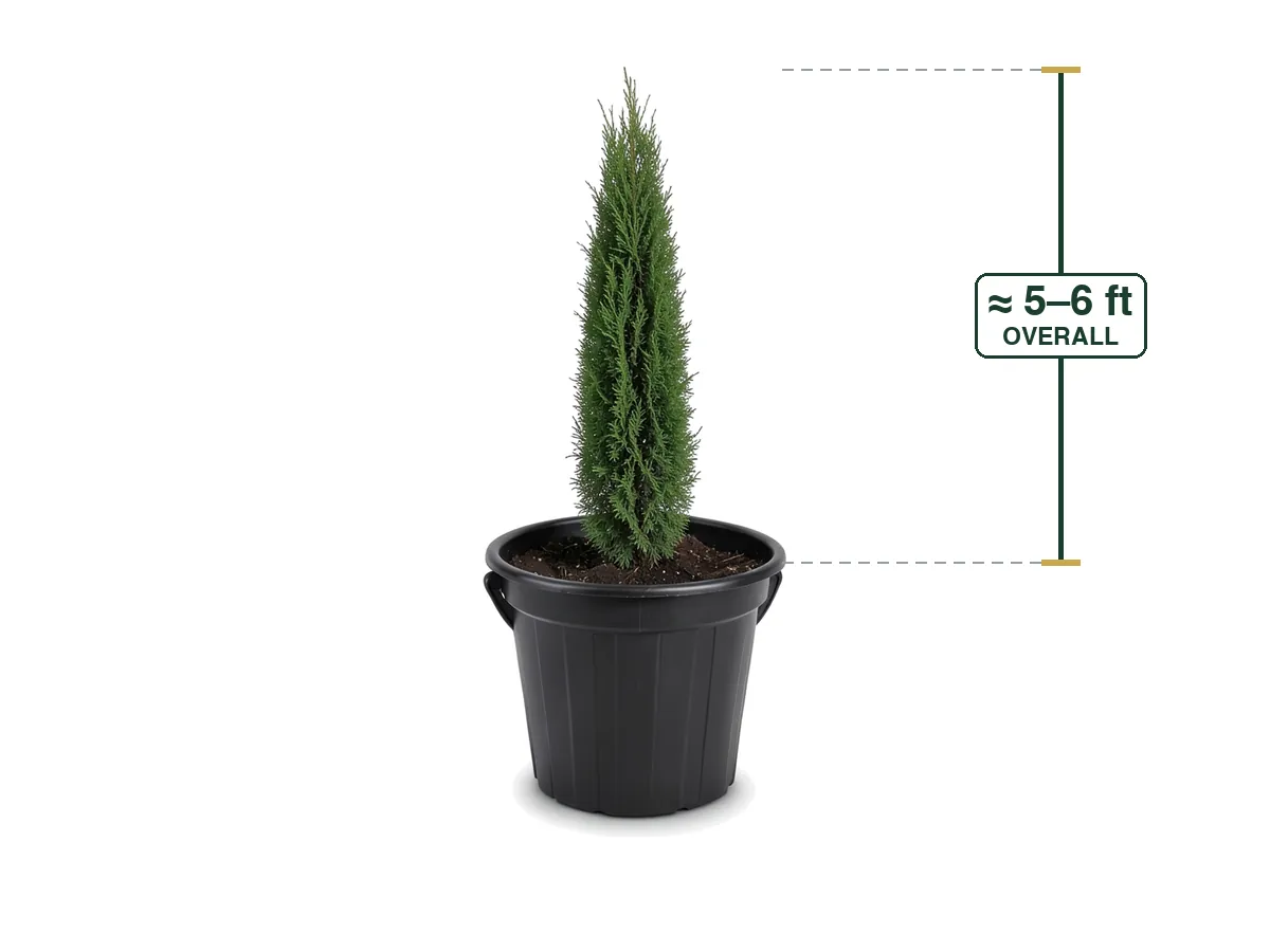 Italian Cypress