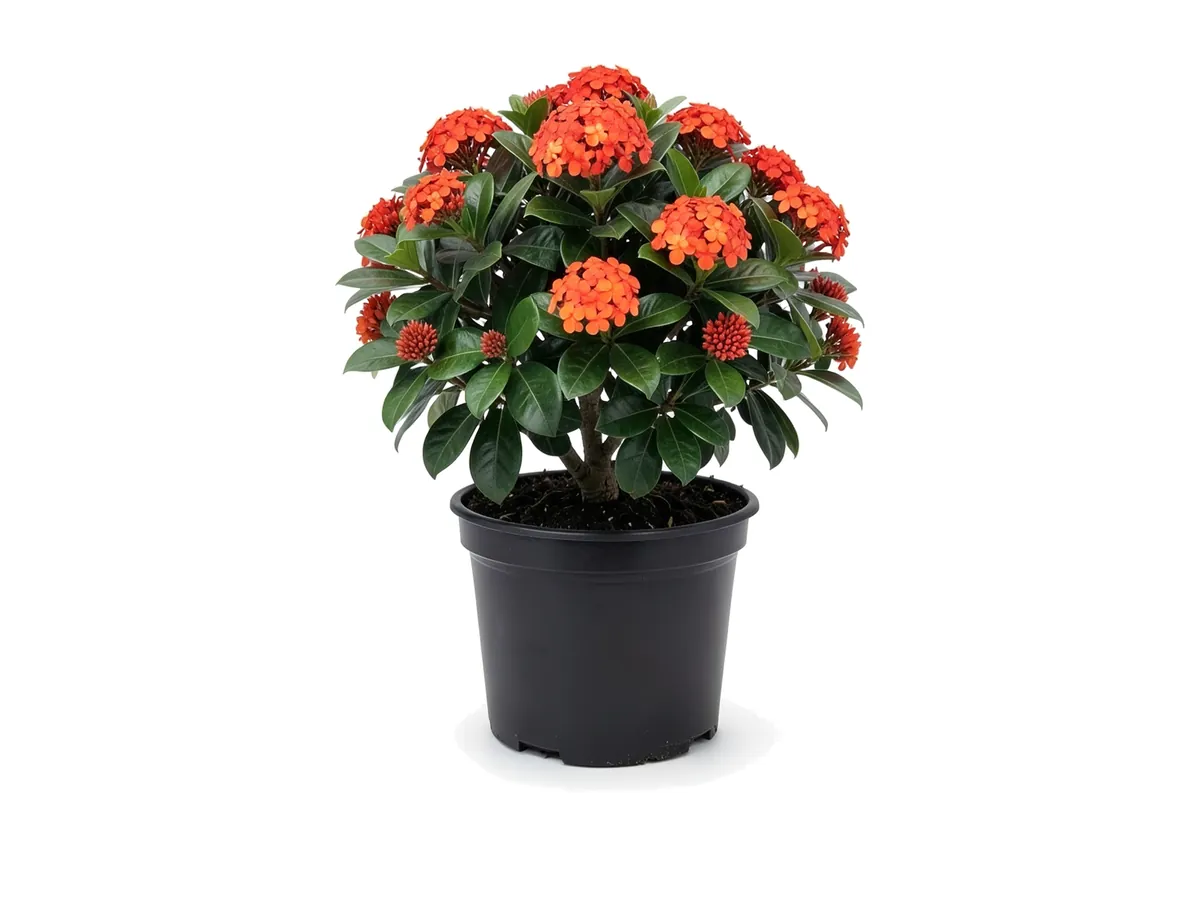 Ixora Maui