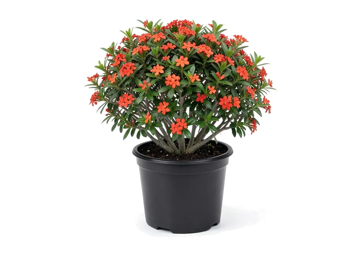 Ixora Taiwan