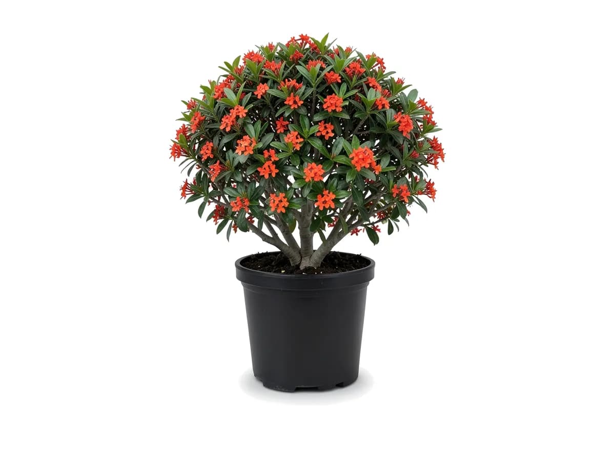 Ixora Taiwan