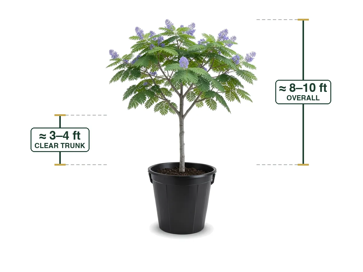 Jacaranda Tree, 25 Gallon