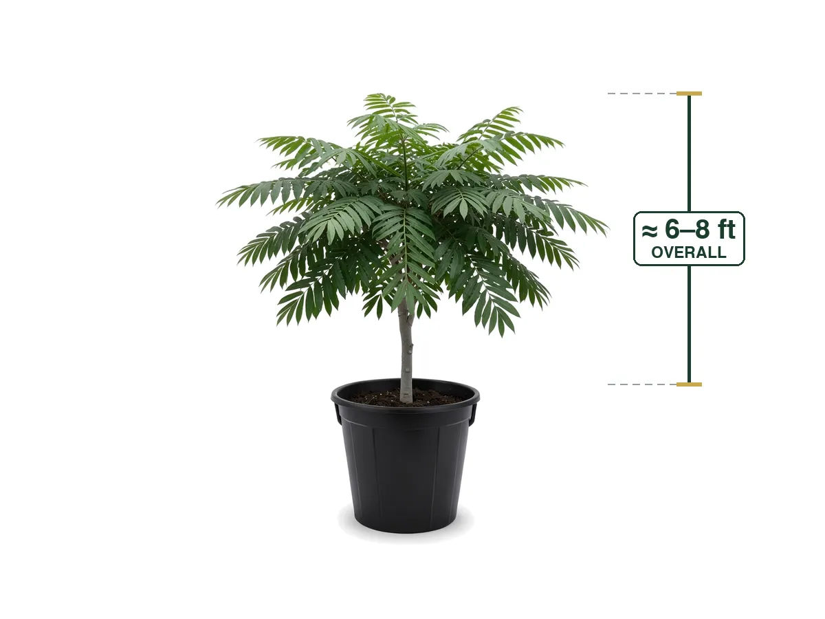 Japanese Fern Tree