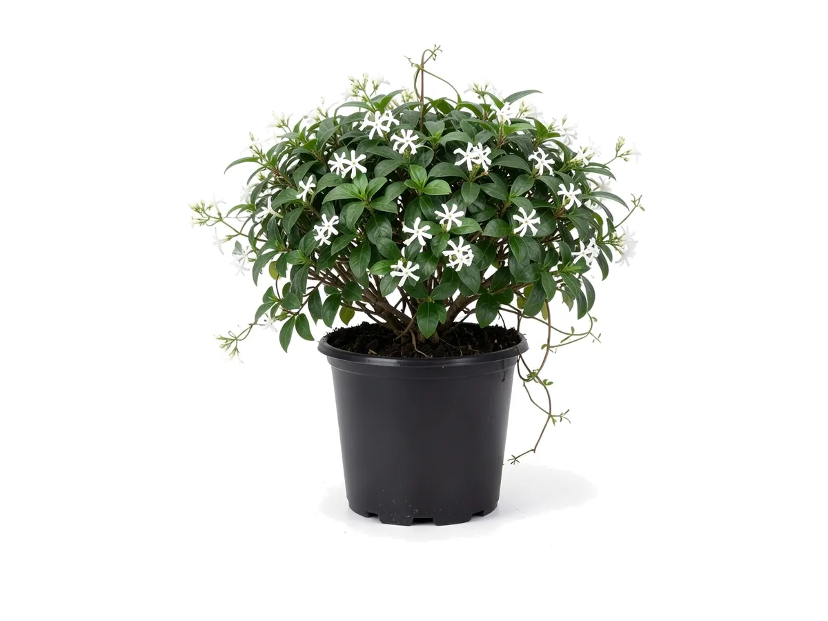 Star Jasmine, 3 Gallon