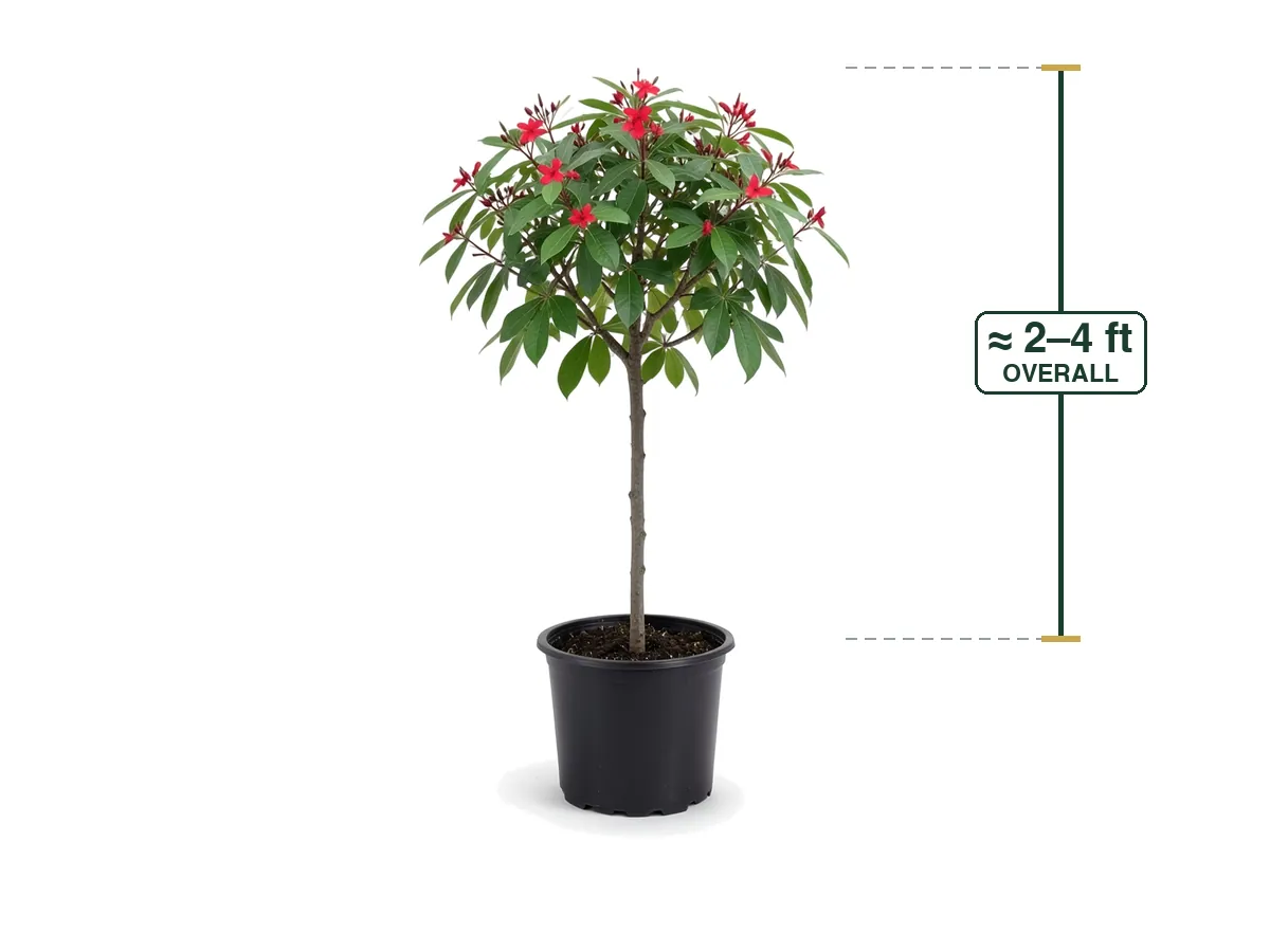 Jatropha Tree, 7 Gallon