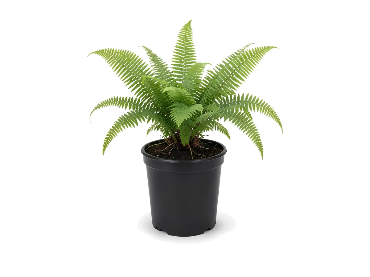 Kimberly Queen Fern, 1 Gallon