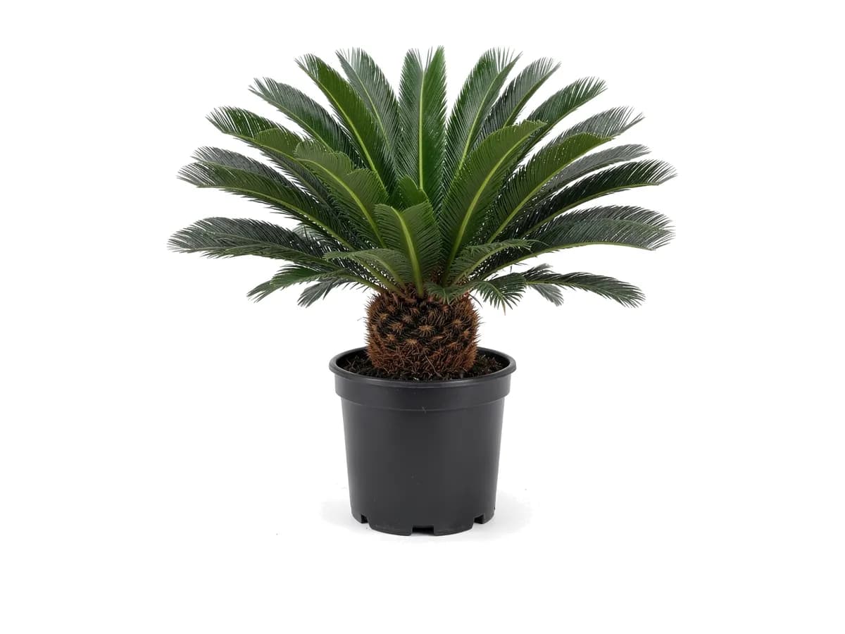 King Sago Palm, 3 Gallon