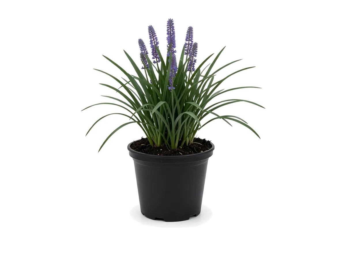 Liriope Super Blue, 1 Gallon