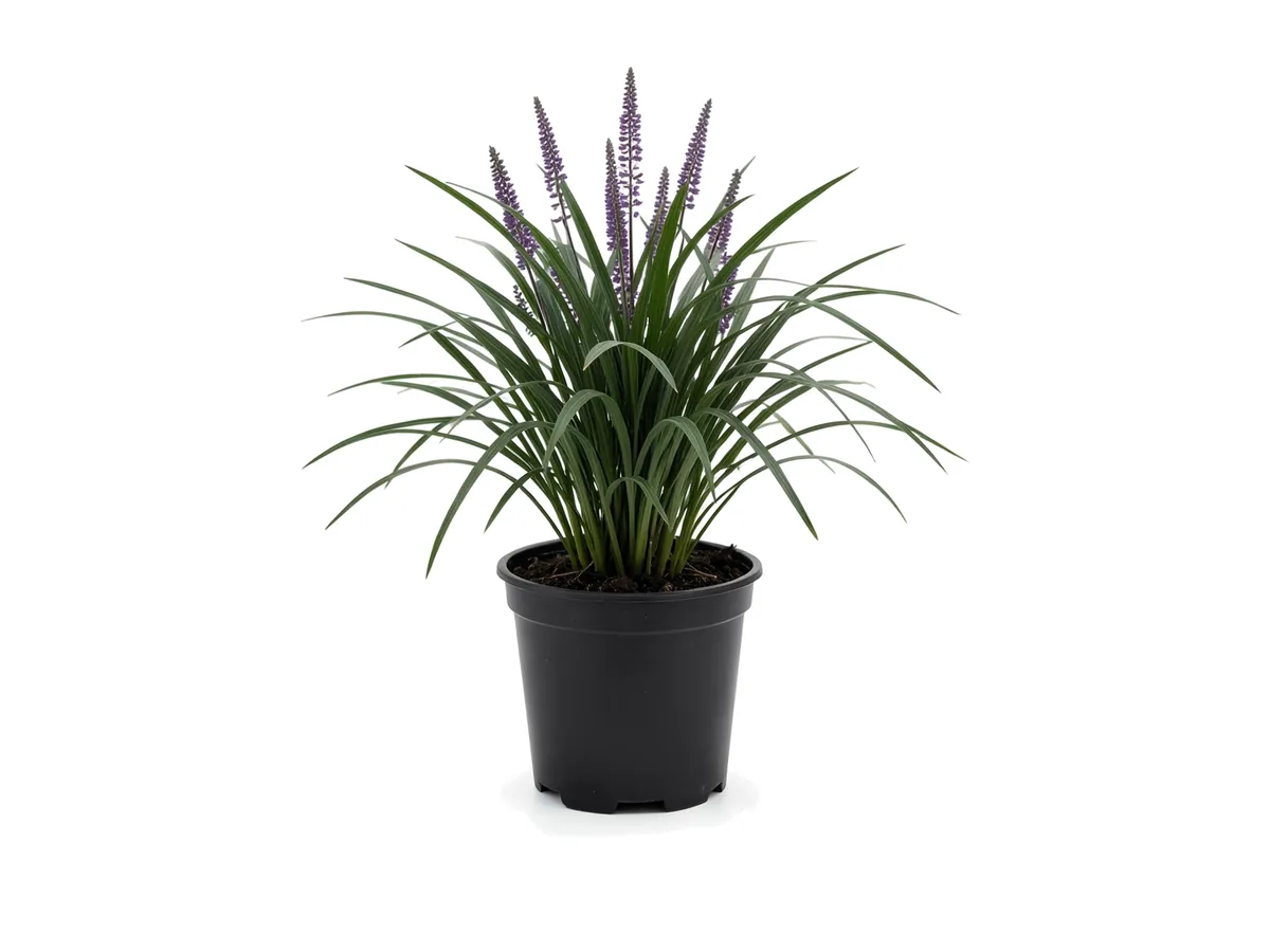 Liriope, 1 Gallon