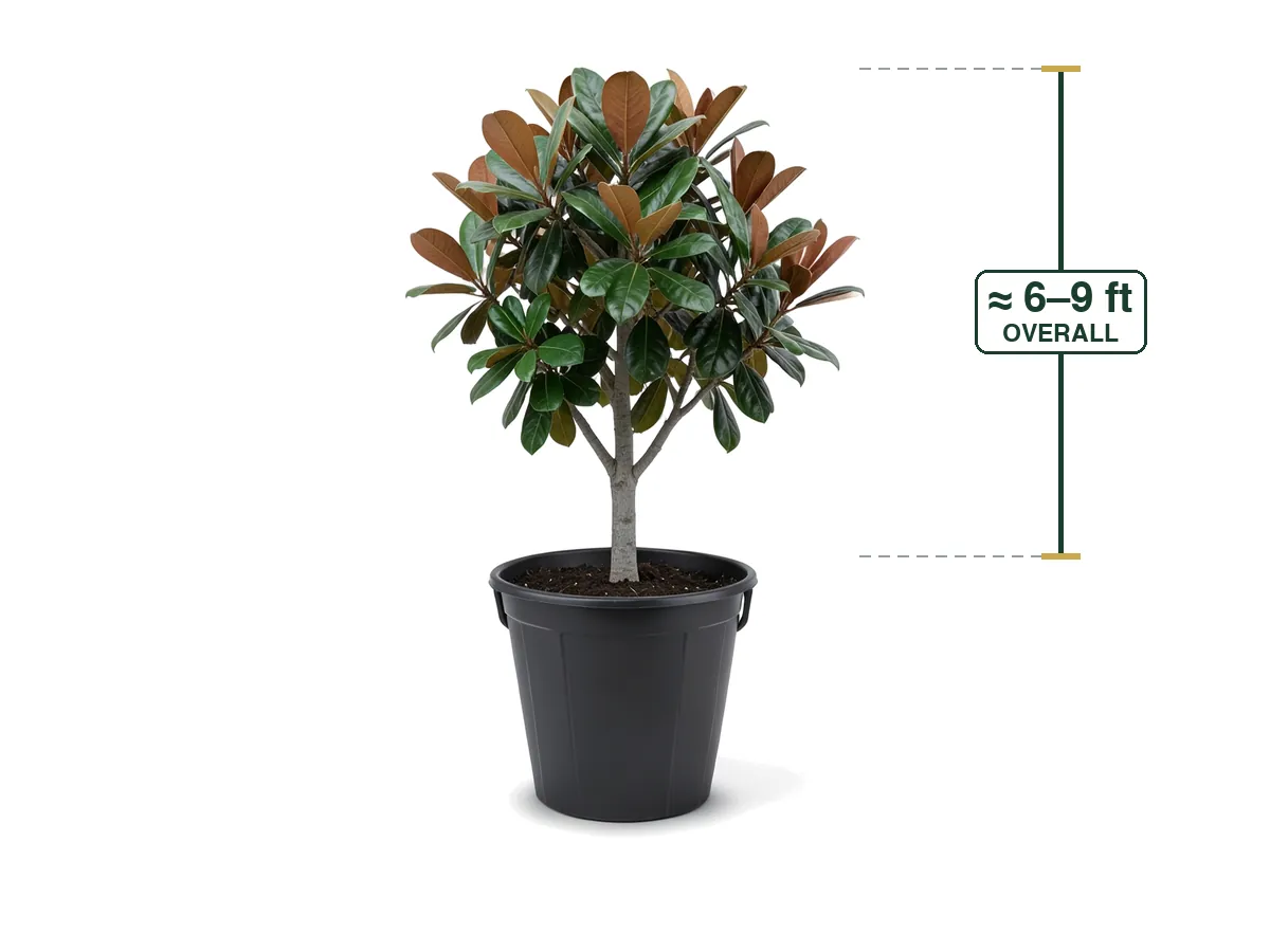 Magnolia Tree, 25 Gallon