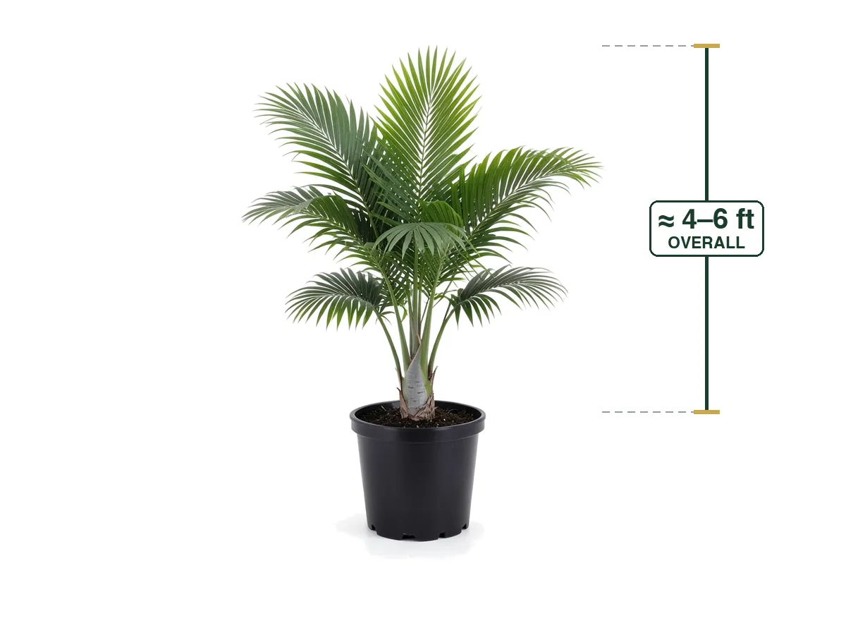 Majesty Palm, 7 Gallon