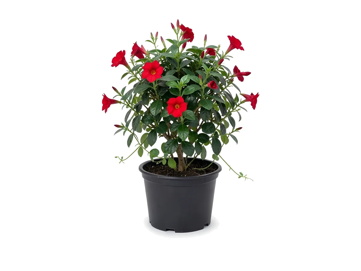 Mandevilla, 3 Gallon