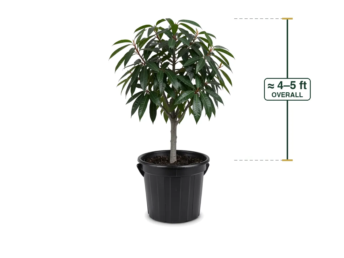 Mango Tree, 15 Gallon