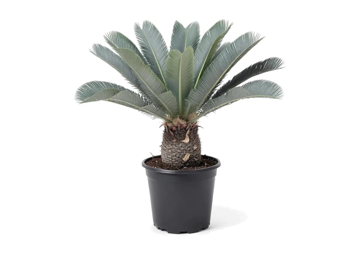 Illustration of a Mexican Fern Palm (7 Gallon) for sale at Florida Palm and Plant Co. in SW Florida