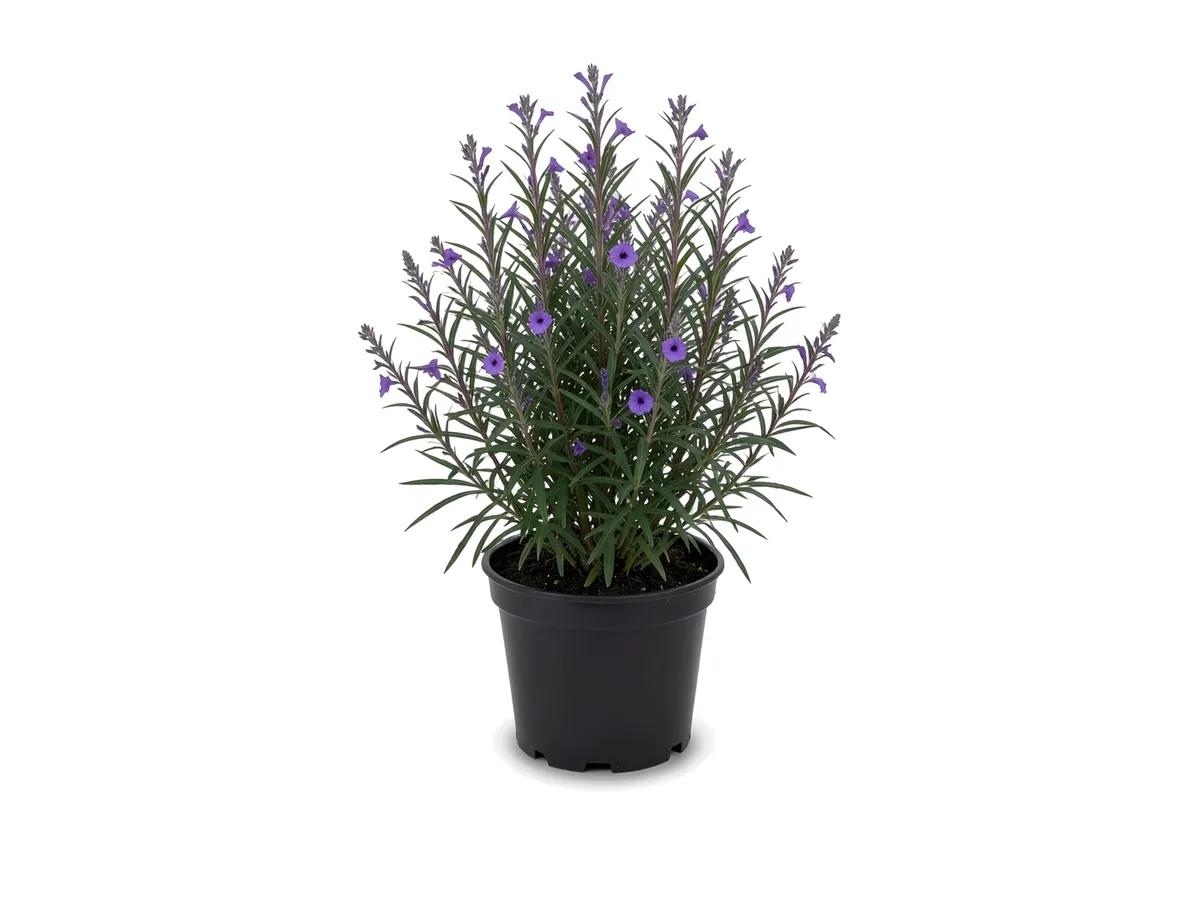 Ruellia, 3 Gallon