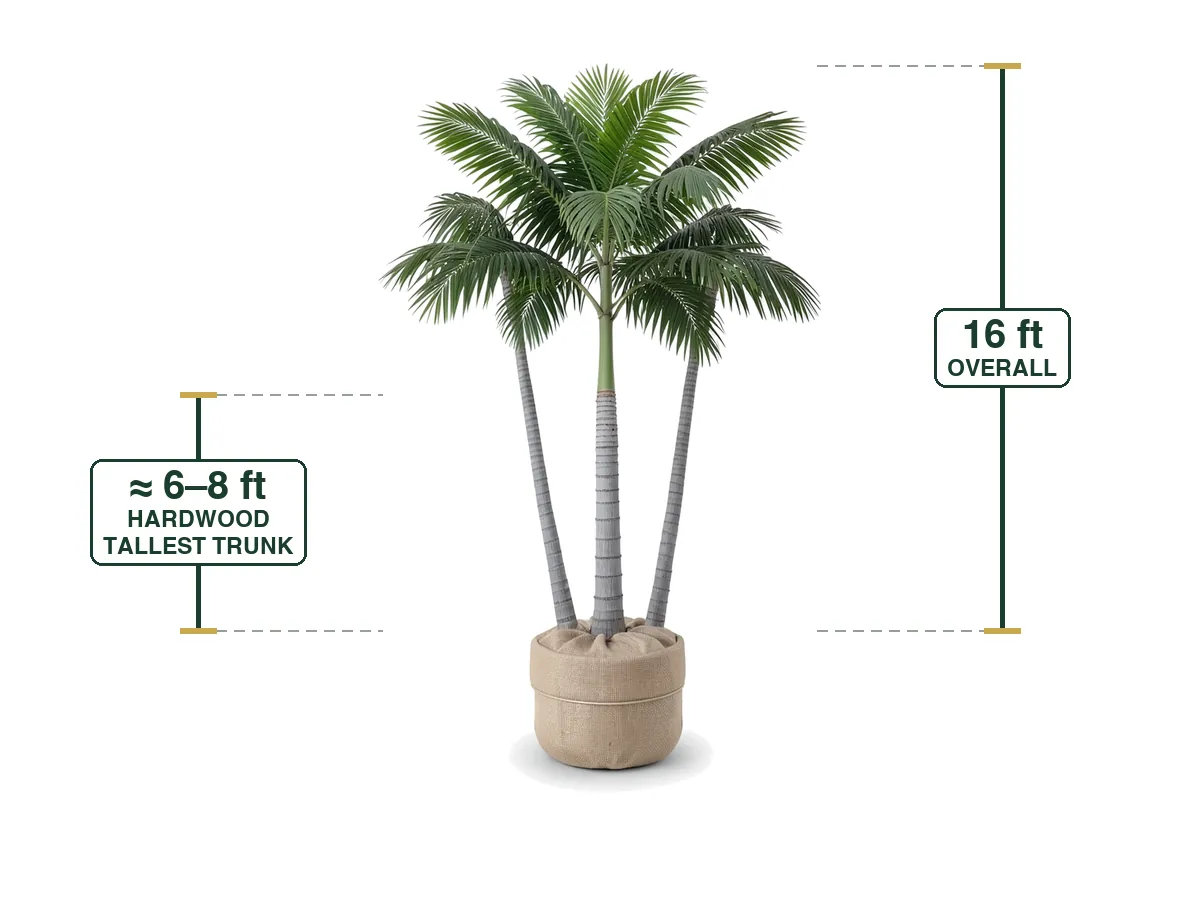 Triple Montgomery Palm