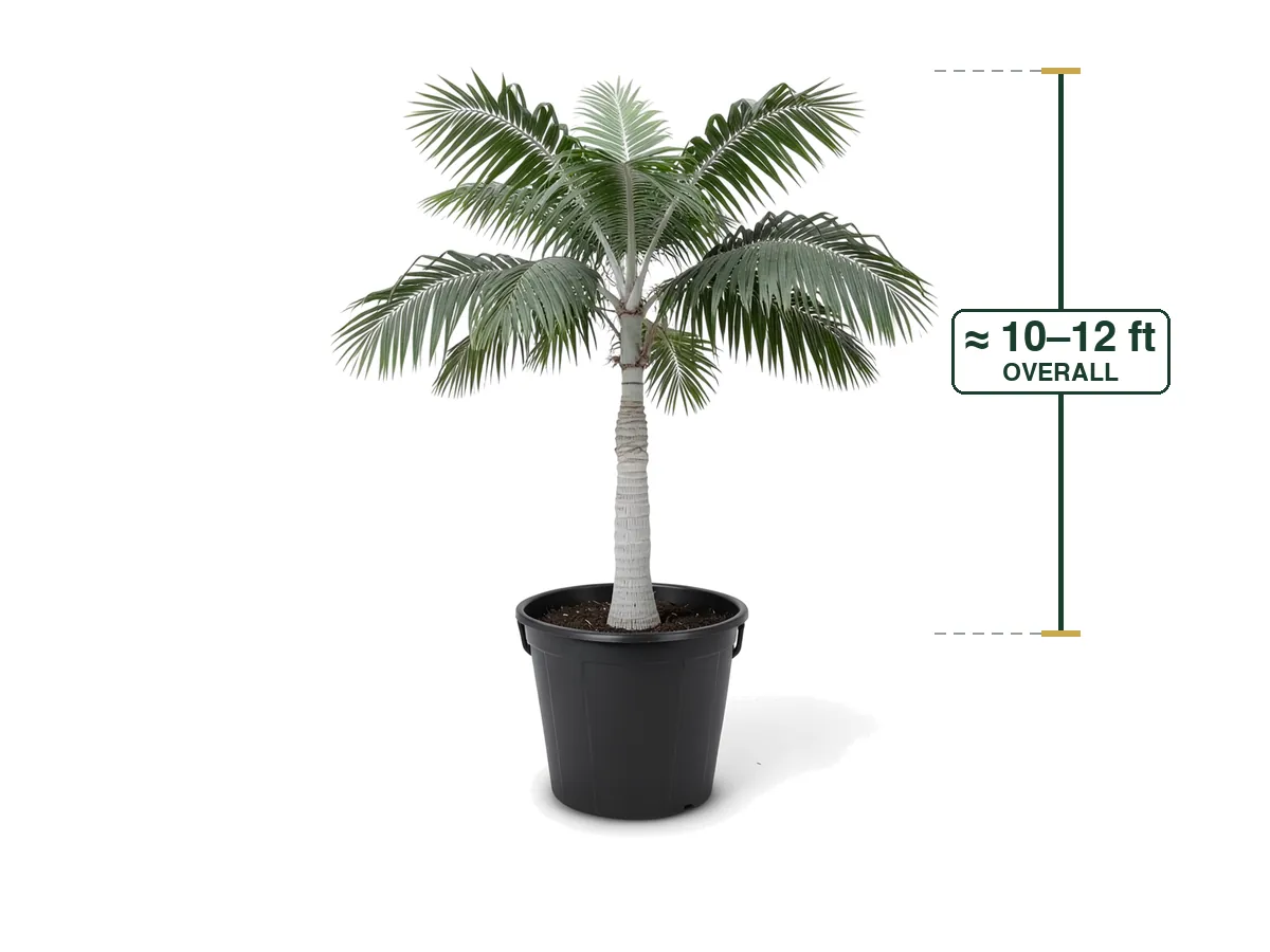 Montgomery Palm