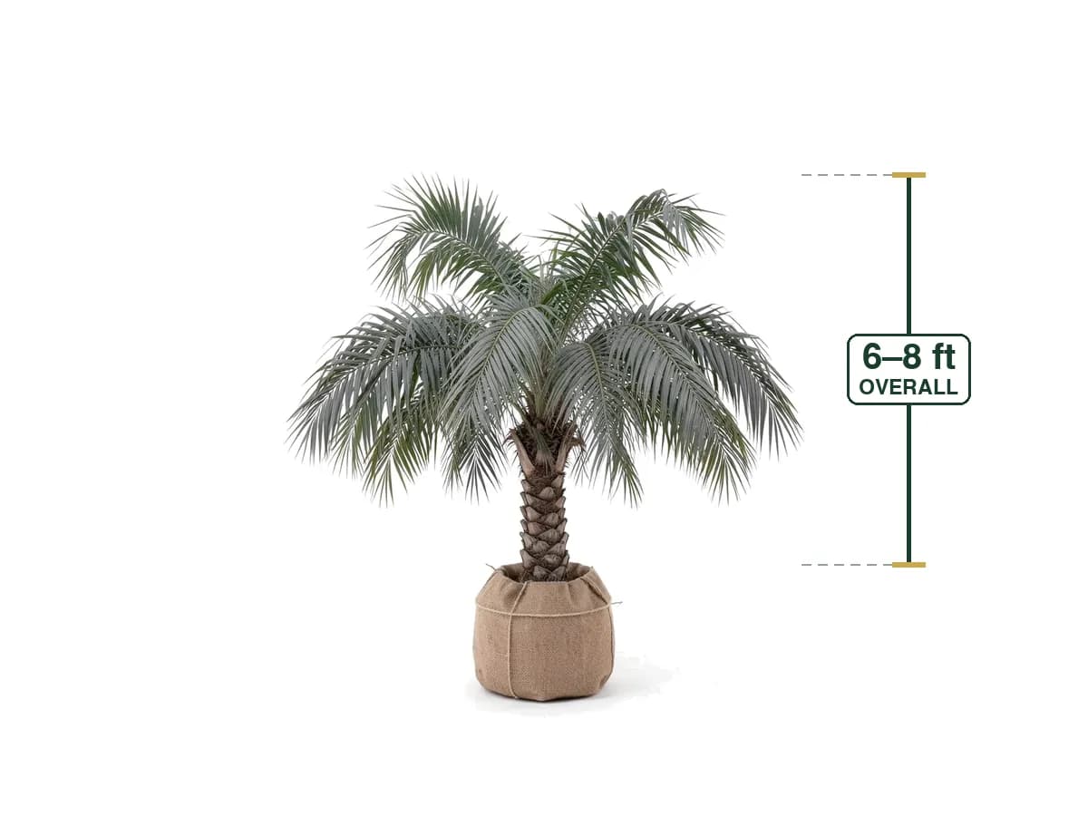 Illustration of a Mule Palm (Field Grown 6'-8') for sale at Florida Palm and Plant Co. in SW Florida