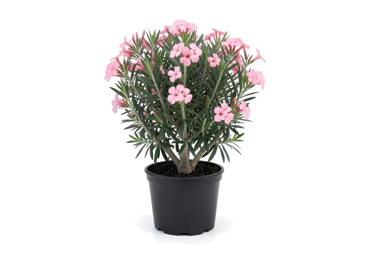 Oleander Dwarf
