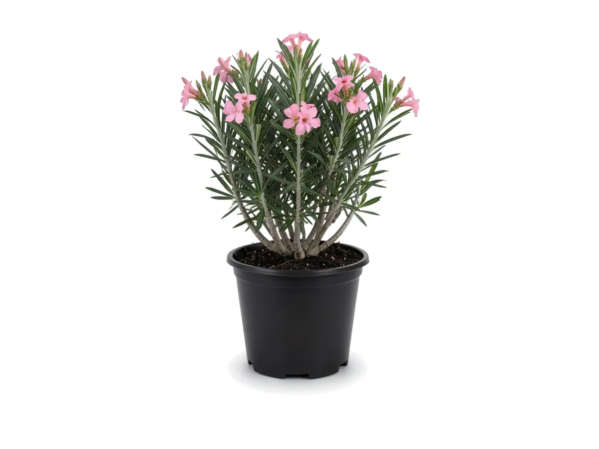 Oleander Petite Pink