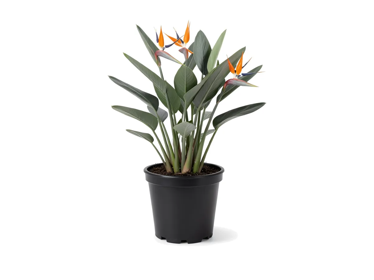 Orange Bird of Paradise, 7 Gallon