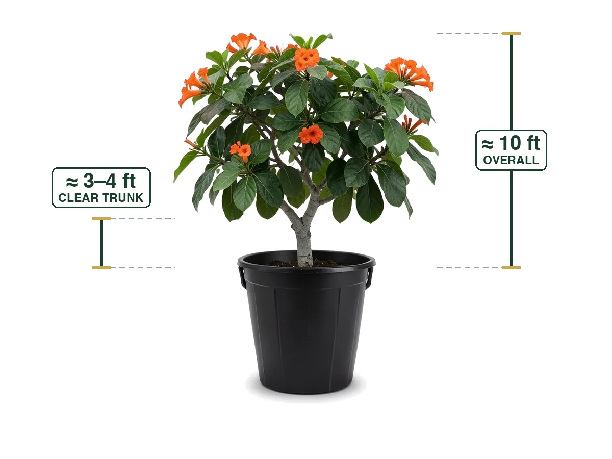 Orange Geiger Tree, 25 Gallon