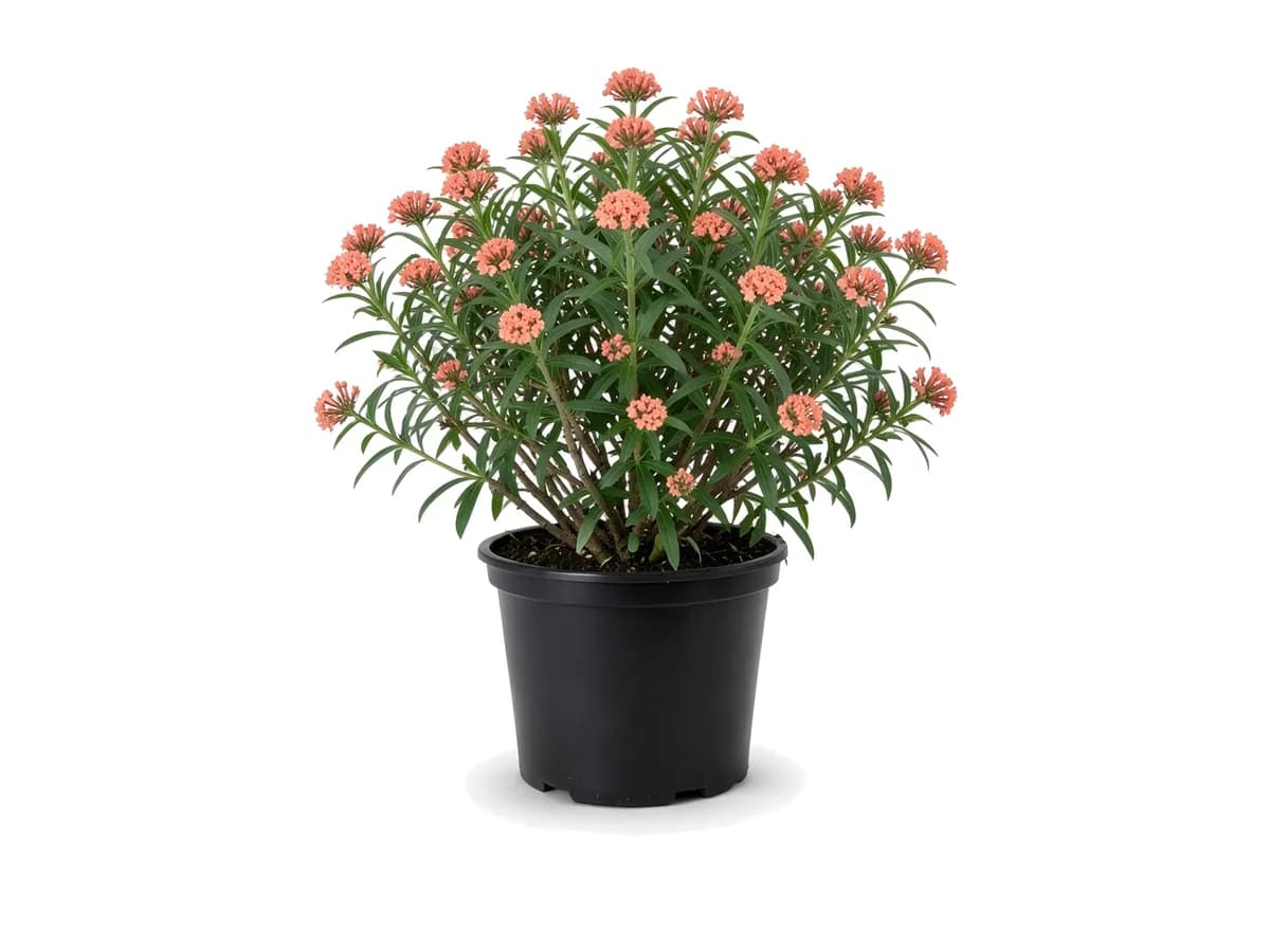 Panama Rose