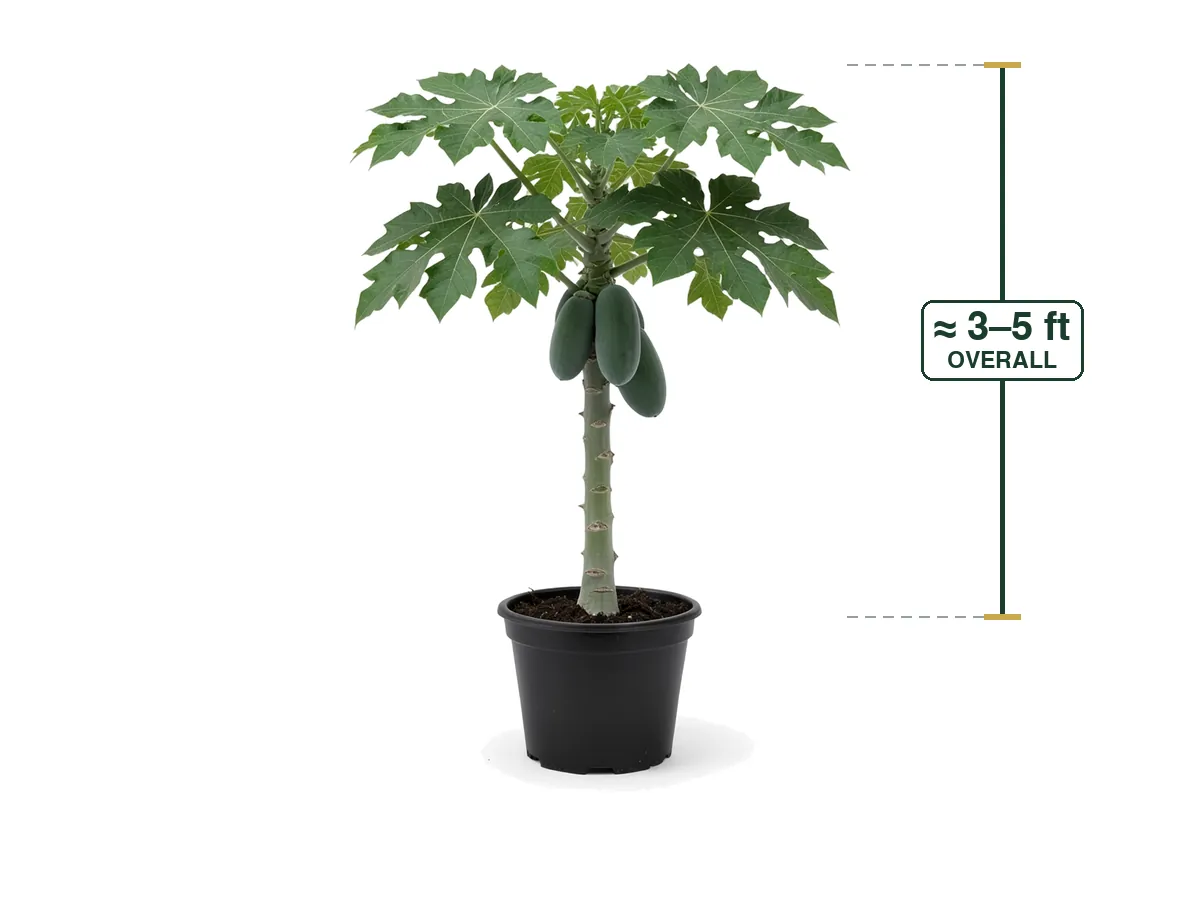 Papaya