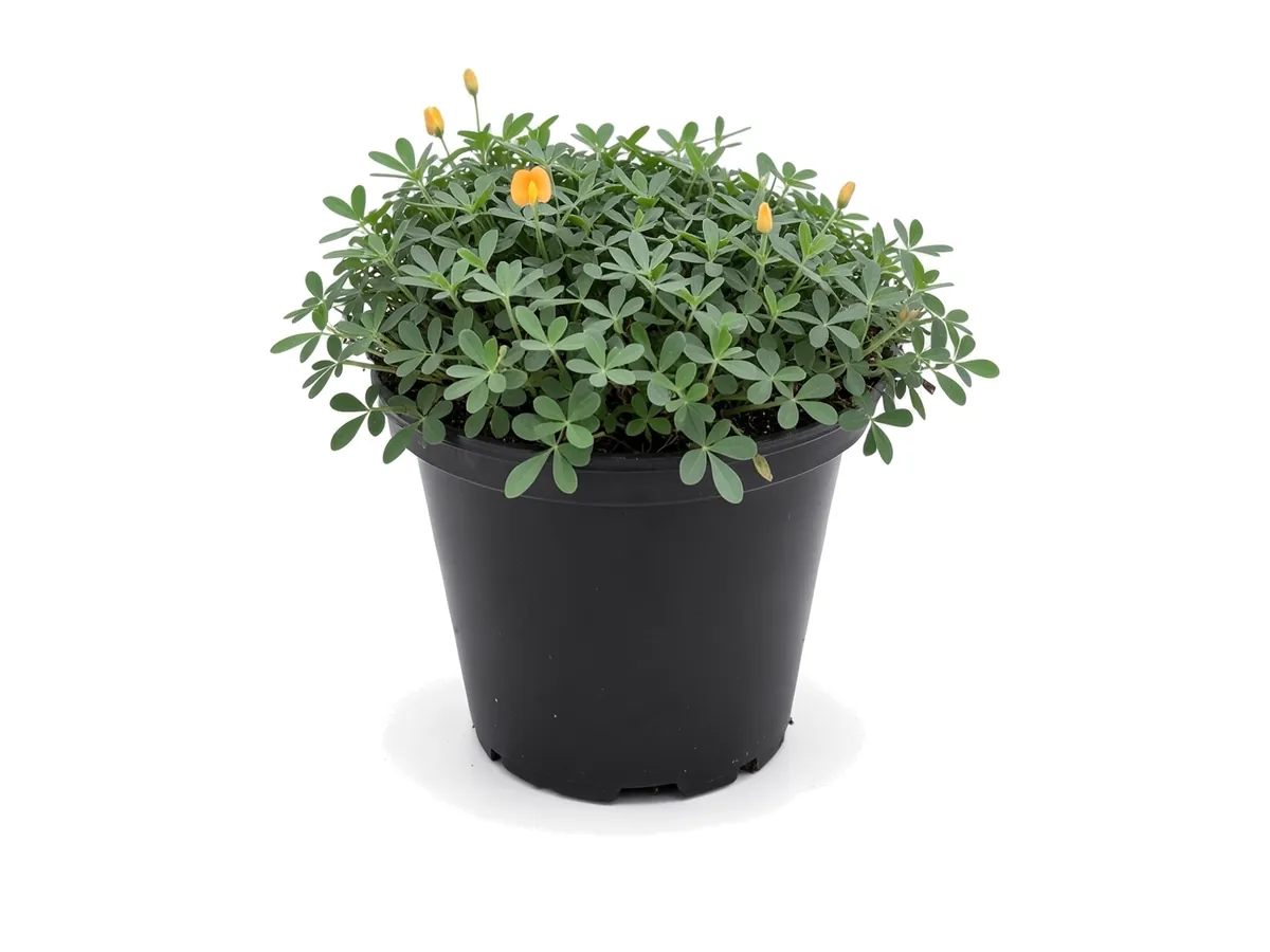 Perennial Peanut