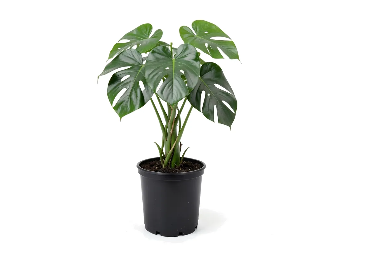 Philodendron Monstera, 3 Gallon