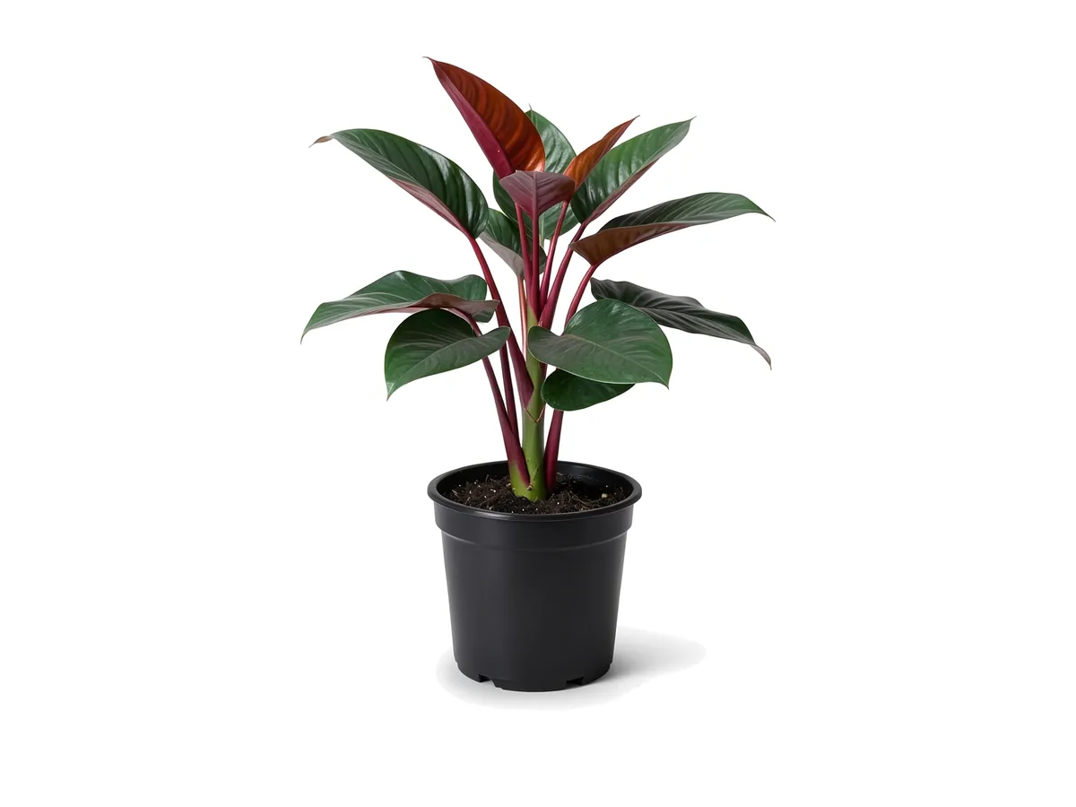 Philodendron Red Congo
