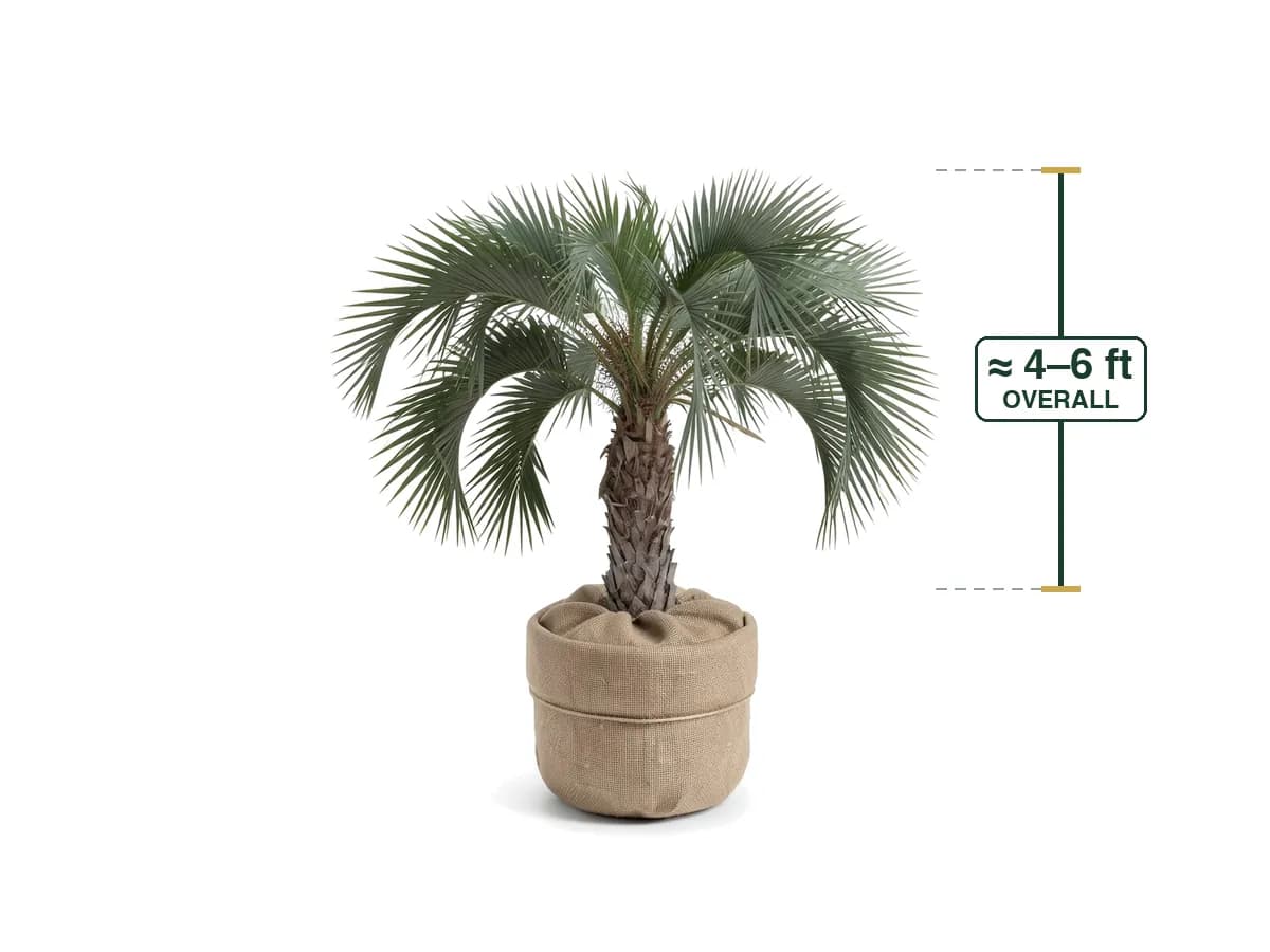 Illustration of a Pindo Palm (Field Grown 4'-6') for sale at Florida Palm and Plant Co. in SW Florida