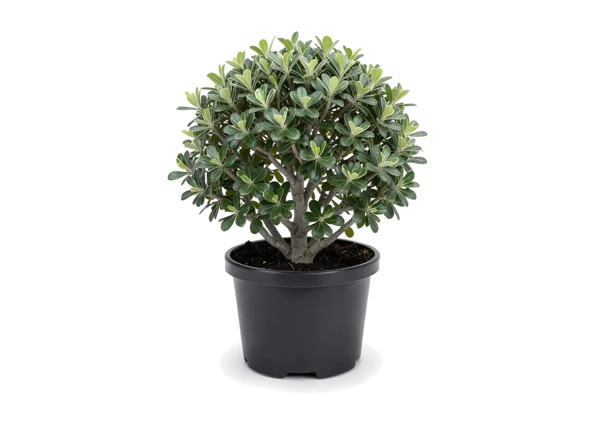 Pittosporum