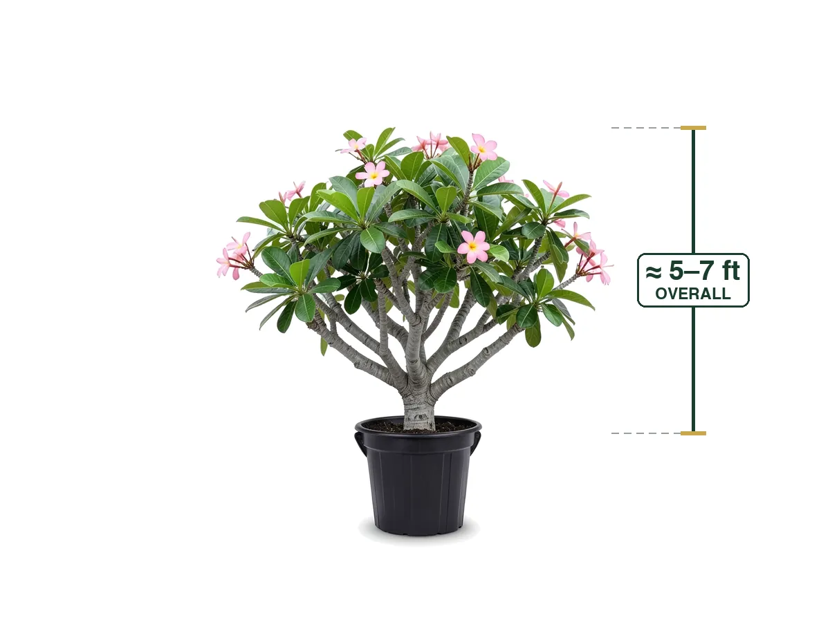 Plumeria Frangipani, Call for Quote