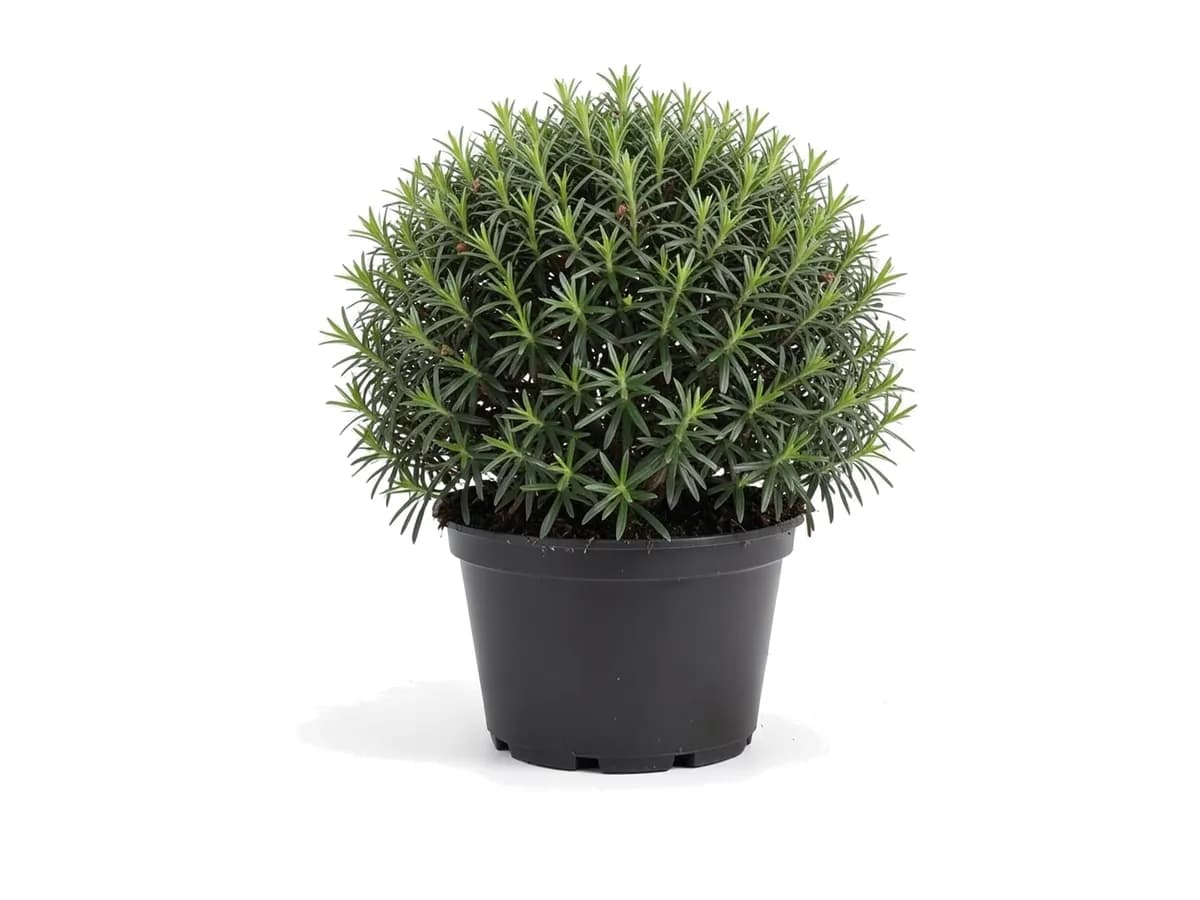 Podocarpus Pringles Dwarf