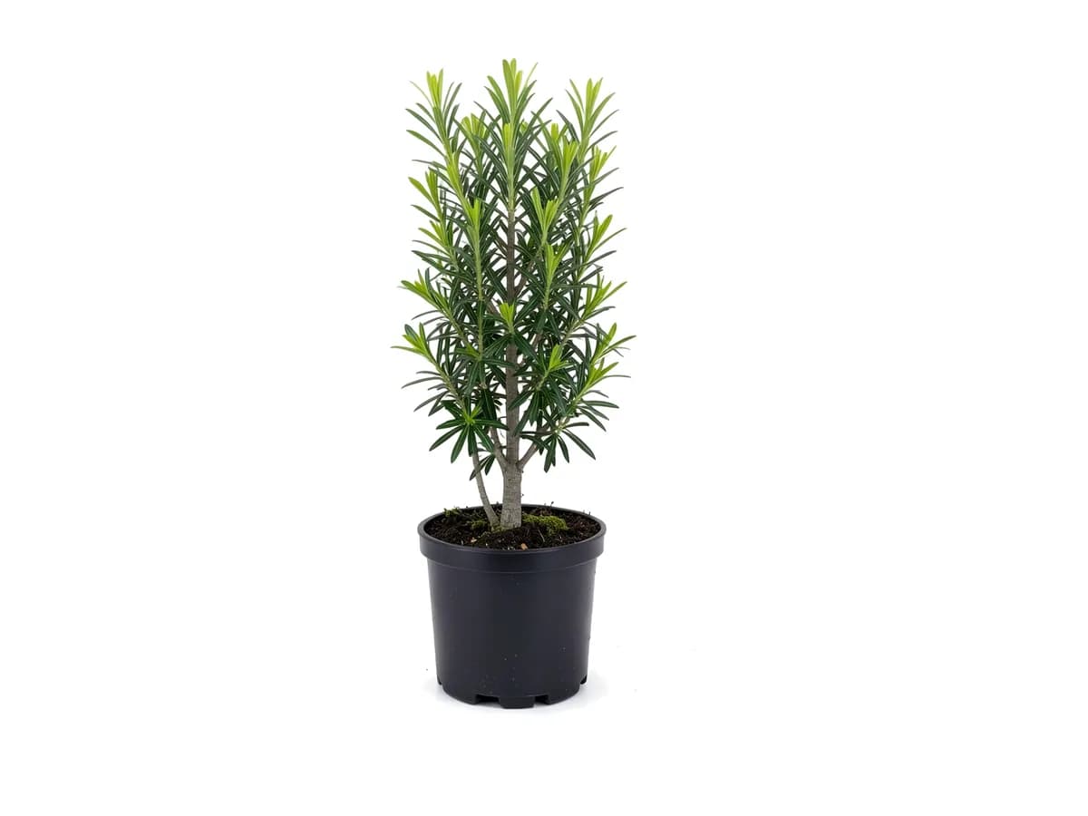 Podocarpus, 3 Gallon
