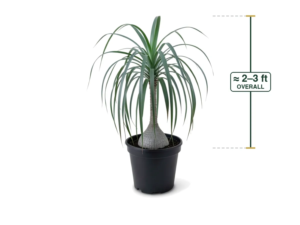 Illustration of a Ponytail Palm (7 Gallon) for sale at Florida Palm and Plant Co. in SW Florida