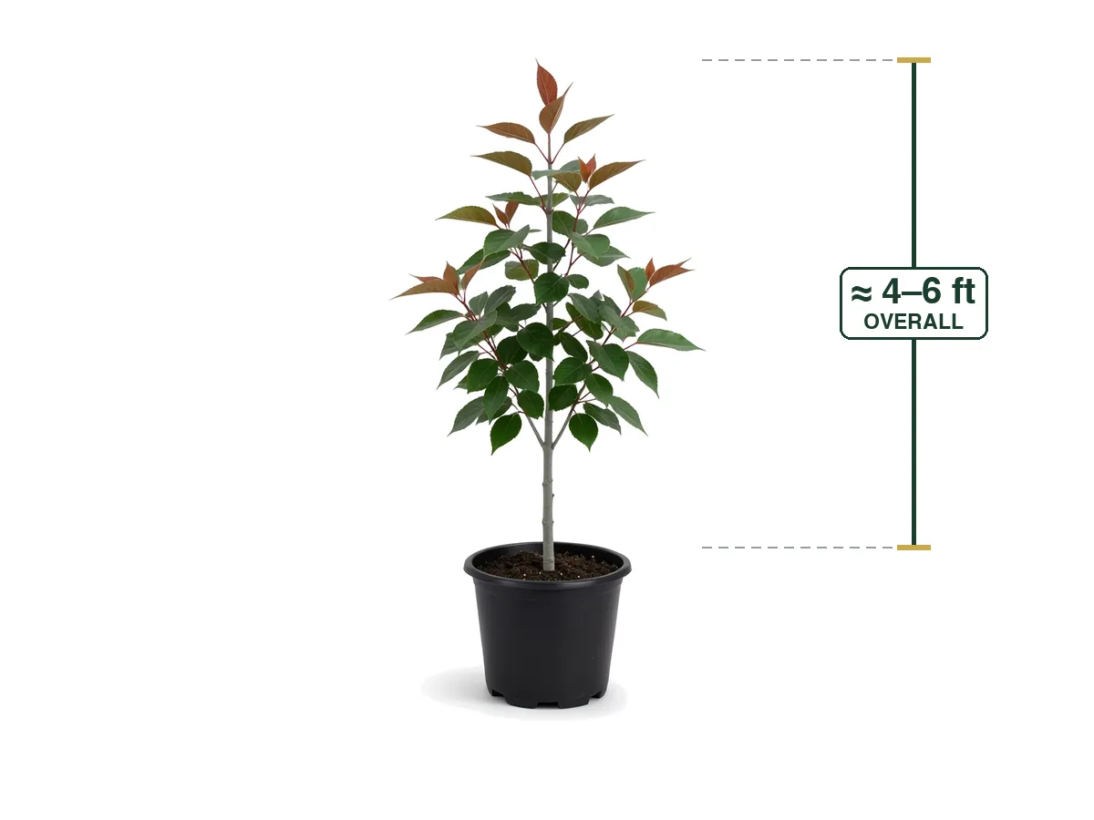 Populus Yunna