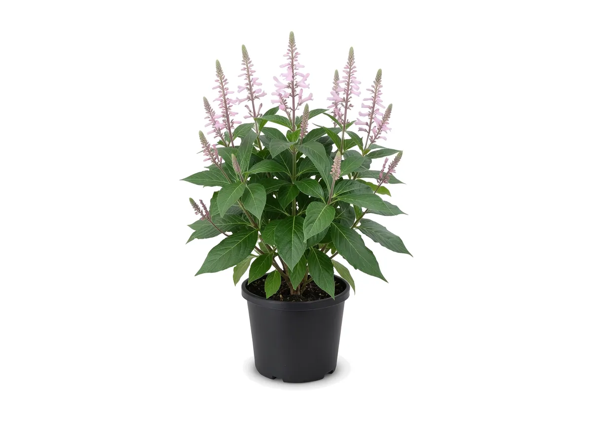 Purple Firespike