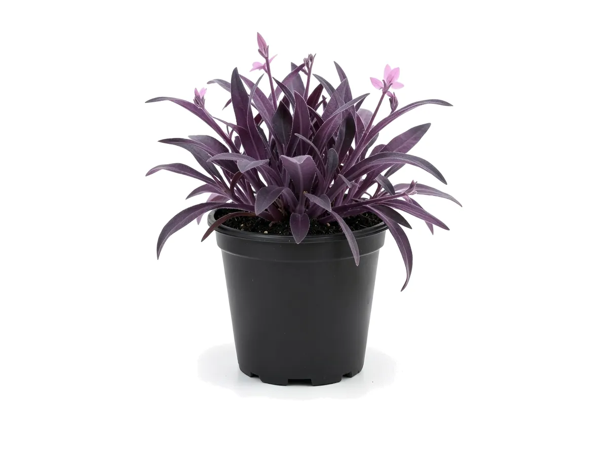 Purple Queen
